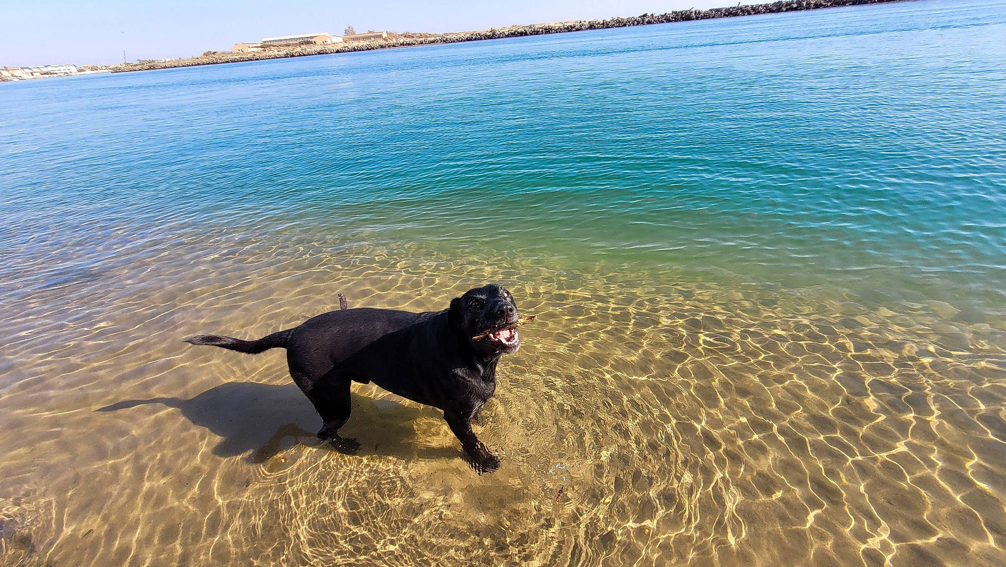 Patmol participe au concours pour gagner de l'argent avec cette photo : beach, carnivore, coastal_and_oceanic_landforms, dog, dog_breed, fawn, grass, gun_dog, horizon, lake, landscape, morning, sand, shore, sky, sporting_group, summer, tail, water, working_animal