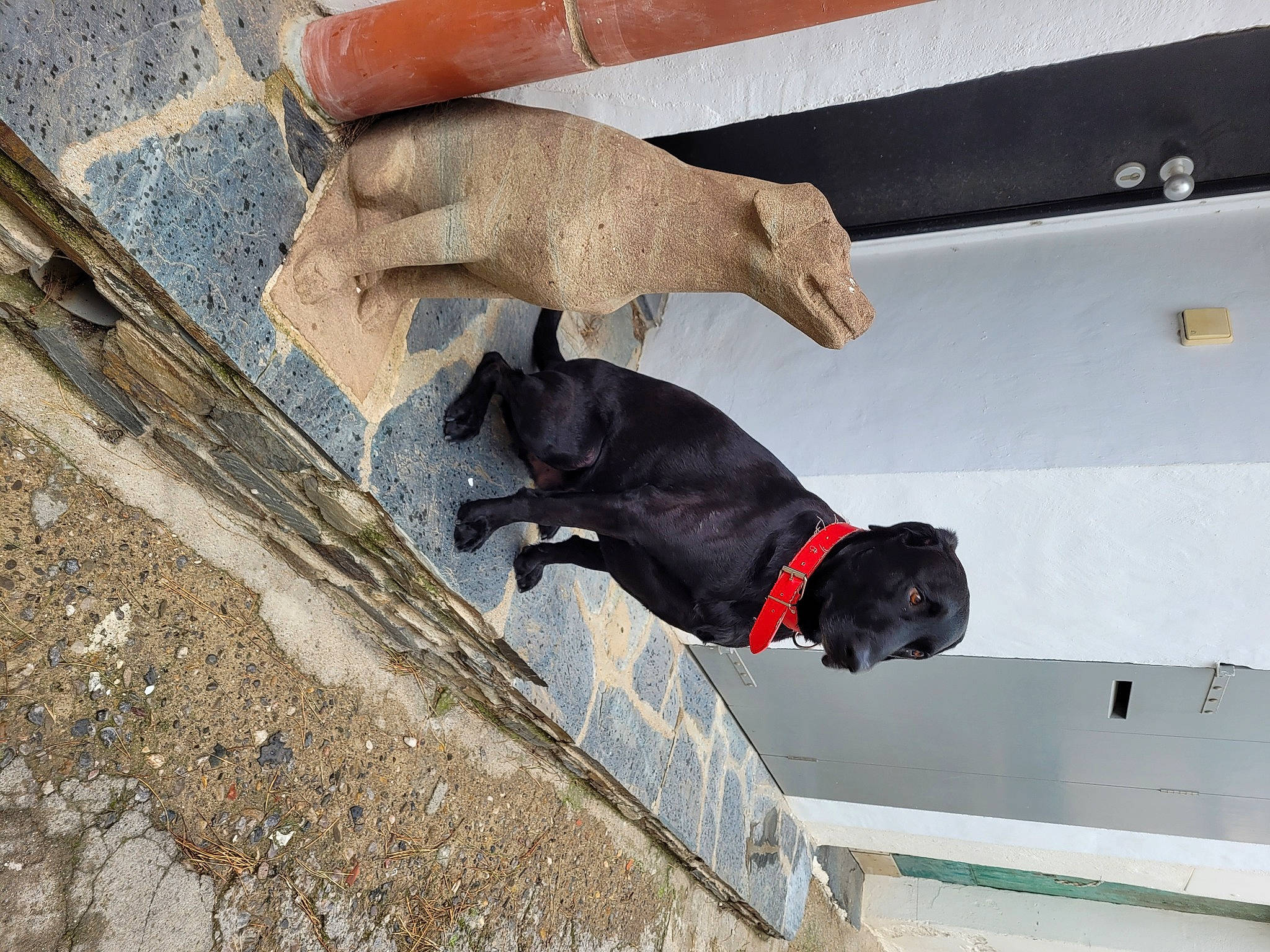 Patmol participe au concours pour gagner de l'argent avec cette photo : canidae, carnivore, collar, companion_dog, concrete, dog, dog_breed, dog_collar, dog_supply, fawn, fur, guard_dog, leash, non_sporting_group, pet_supply, snout, sporting_group, tail, working_animal