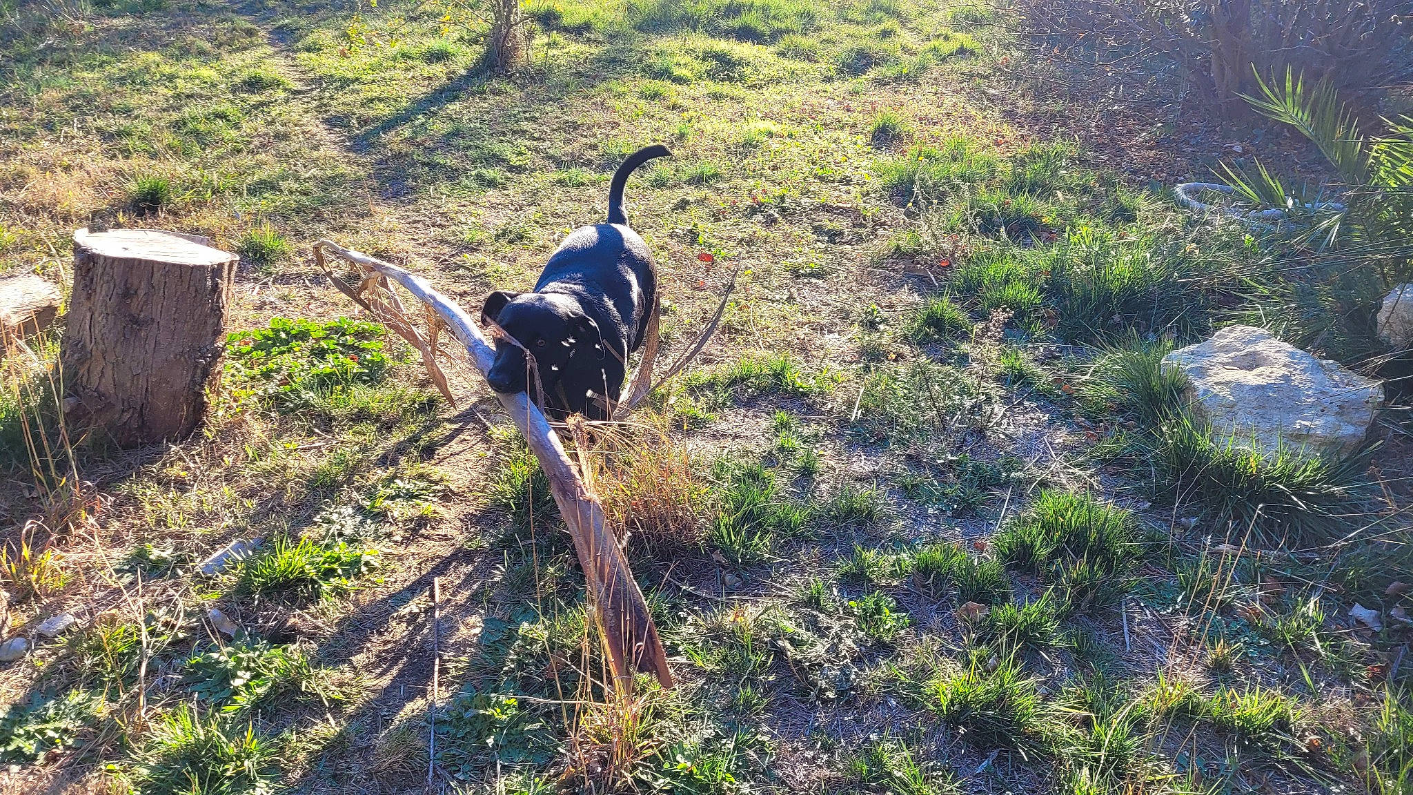 Patmol participe au concours pour gagner de l'argent avec cette photo : canidae, carnivore, dog, dog_breed, forest, grass, grassland, groundcover, landscape, plant, shadow, shrub, shrubland, soil, sporting_group, tail, terrestrial_animal, tree, wildlife, working_animal