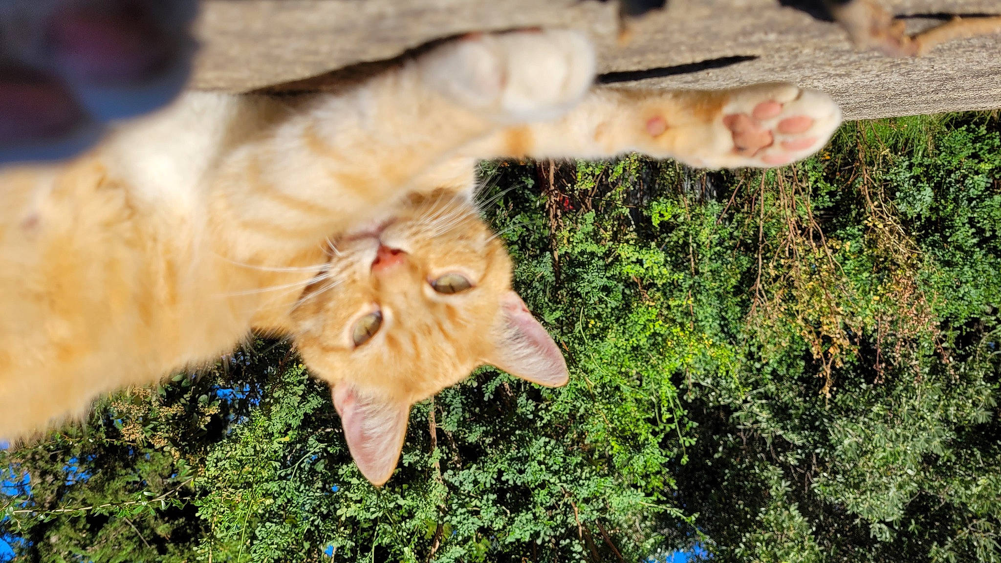 Happy a rejoint le concours — aidez-le/la à gagner de superbes lots ! carnivore, cat, domestic_short_haired_cat, event, fawn, felidae, fur, gesture, grass, organism, paw, plant, small_to_medium_sized_cats, snout, tail, terrestrial_animal, tree, whiskers, wildlife, wood