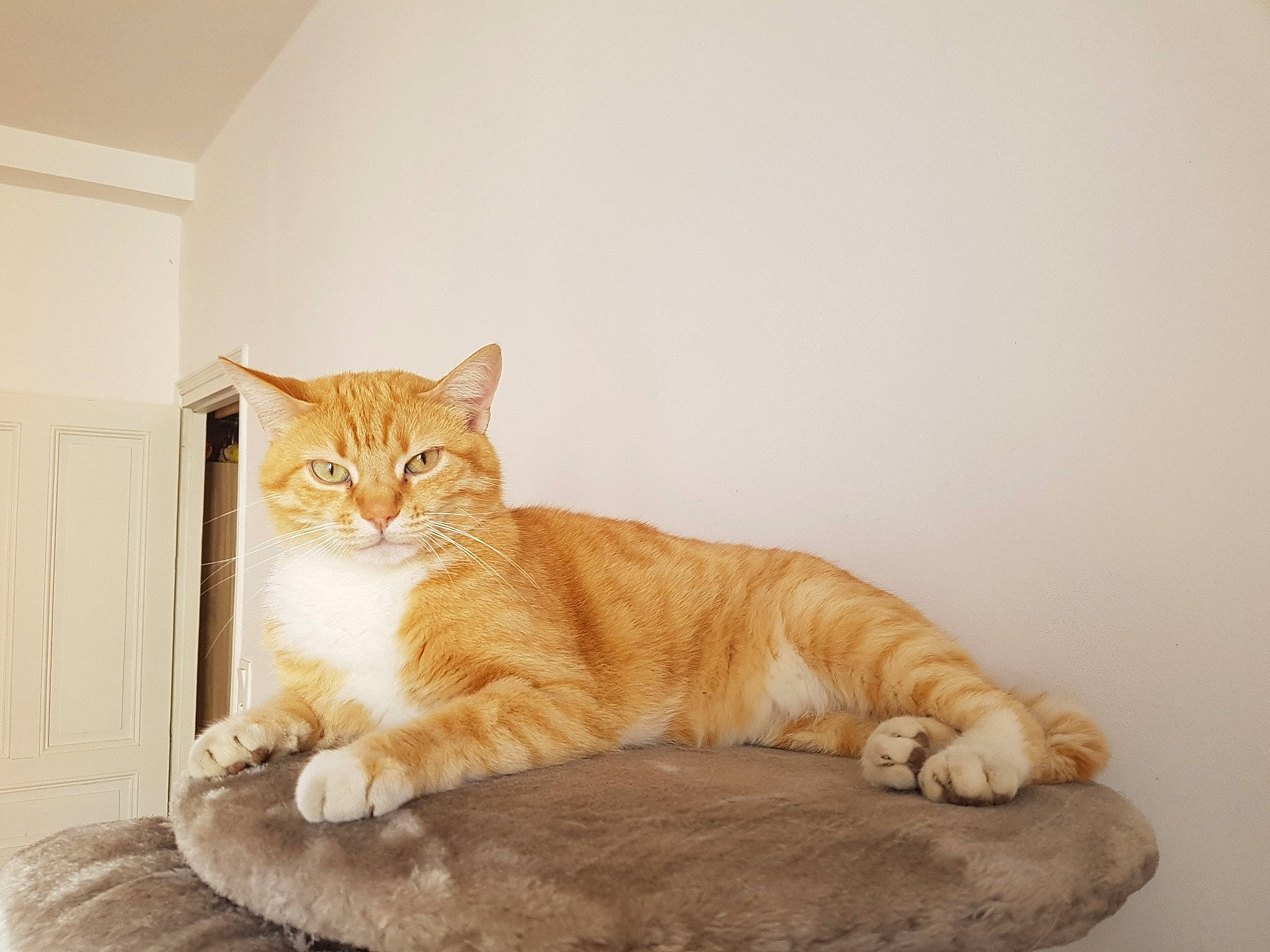 Happy a rejoint le concours — aidez-le/la à gagner de superbes lots ! carnivore, cat, comfort, domestic_short_haired_cat, door, eye, fawn, felidae, flooring, fur, hardwood, paw, sitting, small_to_medium_sized_cats, snout, tail, tree, whiskers, window, wood