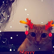 Happy participe au concours pour gagner de l'argent avec cette photo : carnivore, cat, christmas, christmas_decoration, christmas_ornament, design, event, fawn, felidae, font, happy, holiday, holiday_ornament, light, lighting, organism, ornament, small_to_medium_sized_cats, snapshot, whiskers