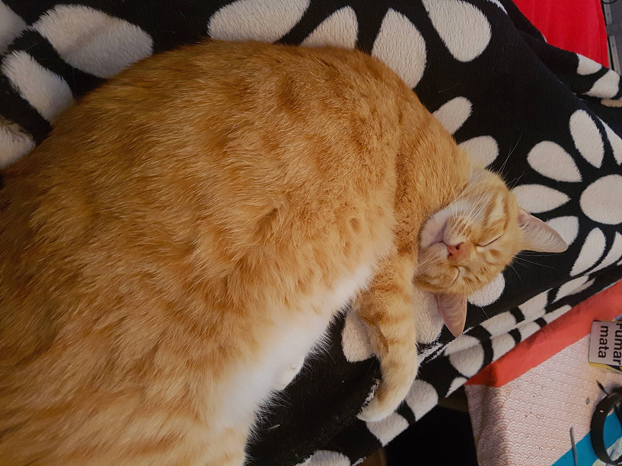 Happy participe au concours pour gagner de l'argent avec cette photo : carnivore, cat, claw, comfort, domestic_short_haired_cat, fawn, felidae, fur, nap, paw, sitting, sleep, small_to_medium_sized_cats, snout, tail, whiskers, wood