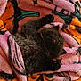 Salem is registered to the contest to win money with this photo: cat, kitten, pet, blanket, sleeping, cozy, furry, paw, paws, nap, soft_texture, pink, orange, patterned_blanket, close_up, indoor, cute, fur, relaxed, tiny