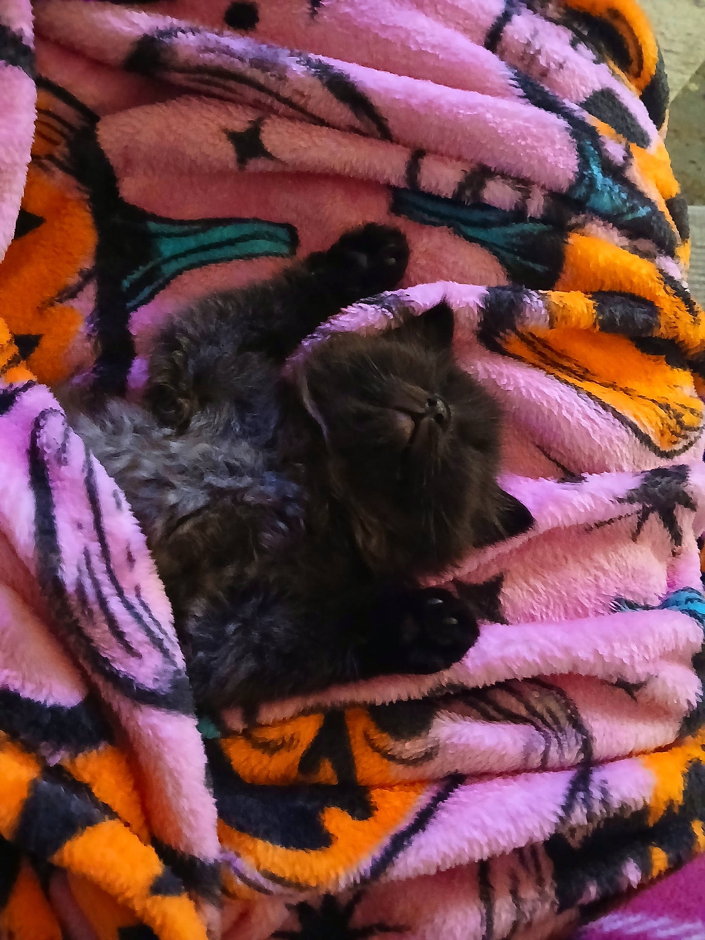 Salem joined the competition — help win amazing prizes! black_cat, blanket, cat, closeup, cozy, cuteness_overload, domestic_animal, fur, indoor, kitten, nap, patterned_blanket, paw, pet, plush_blanket, portrait, relaxation, resting, sleeping, soft_texture