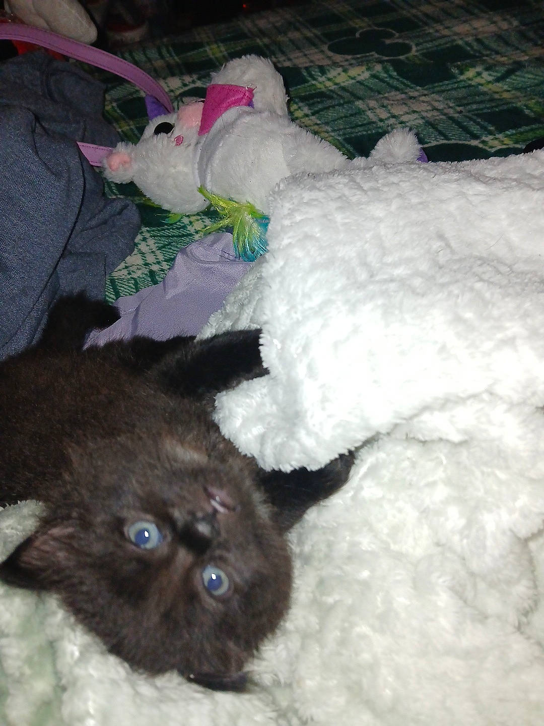 Salem joined the competition — help win amazing prizes! bedding, black_kitten, blanket, blue_eyes, cat, close_up, cozy, cute, fabric, flash_photography, fur, indoor, kitten, messy_bed, paw, playful, plush_unicorn, portrait, soft_texture, stuffed_toy