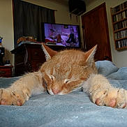 Patrick is registered to the contest to win money with this photo: bed, blanket, bookshelf, cat, clock, cozy, curtain, domestic_animal, feline, ginger_cat, house, indoor, nap, paws, pet, relaxation, room, sleeping, television, wooden_furniture