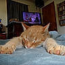 bed, blanket, bookshelf, cat, clock, cozy, curtain, domestic_animal, feline, ginger_cat, house, indoor, nap, paws, pet, relaxation, room, sleeping, television, wooden_furniture