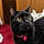Jiji