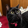 black_cat, cat, feline, pet, animal, portrait, close_up, green_eyes, yellow_eyes, whiskers, ears, fur, collar, pet_tag, indoors, home, bed, red_blanket, wooden_background, alert