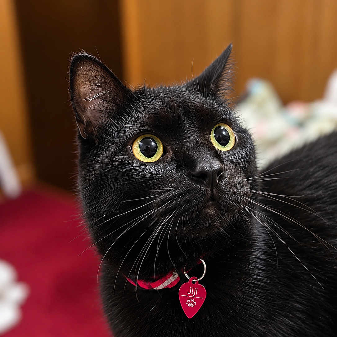 Jiji