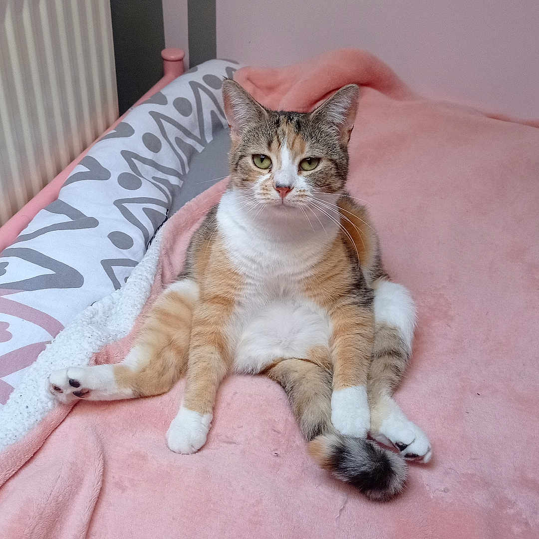 Kali a rejoint le concours — aidez-le/la à gagner de superbes lots ! cat, sitting, relaxed, pink_blanket, indoor, pet, feline, fur, tabby, white_paws, tail, radiator, bed, cozy, resting, animal, cute, domestic, eyes, whiskers
