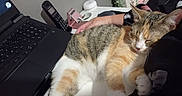 Kali participe au concours pour gagner de l'argent avec cette photo : cat, sleeping, person, arm, laptop, keyboard, phone, desk, hand, resting, indoor, technology, electronics, furniture, tabby_cat, striped, white, orange, black, comfort