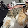 cat, sleeping, person, arm, laptop, keyboard, phone, desk, hand, resting, indoor, technology, electronics, furniture, tabby_cat, striped, white, orange, black, comfort