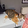 Kali a rejoint le concours — aidez-le/la à gagner de superbes lots ! cat, calico_cat, desk, indoor, pet, feline, relaxed, orange, white, brown, striped, animal, resting, household, telephone, photograph, radiator, blanket, wall, furniture