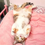 Kali a rejoint le concours — aidez-le/la à gagner de superbes lots ! cat, pet, bed, blanket, pink, fur, relaxed, indoor, animal, cute, tabby, whiskers, paws, sleepy, cozy, domestic, resting, feline, soft, comfort