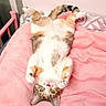 cat, pet, bed, blanket, pink, fur, relaxed, indoor, animal, cute, tabby, whiskers, paws, sleepy, cozy, domestic, resting, feline, soft, comfort