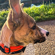 Otis joined the competition — help win amazing prizes! dog, close_up, side_profile, ear, fur, collar, outdoor, sunlight, greenery, path, pet, animal, nature, portrait, muzzle, whiskers, focus, blurred_background, brown, orange_collar