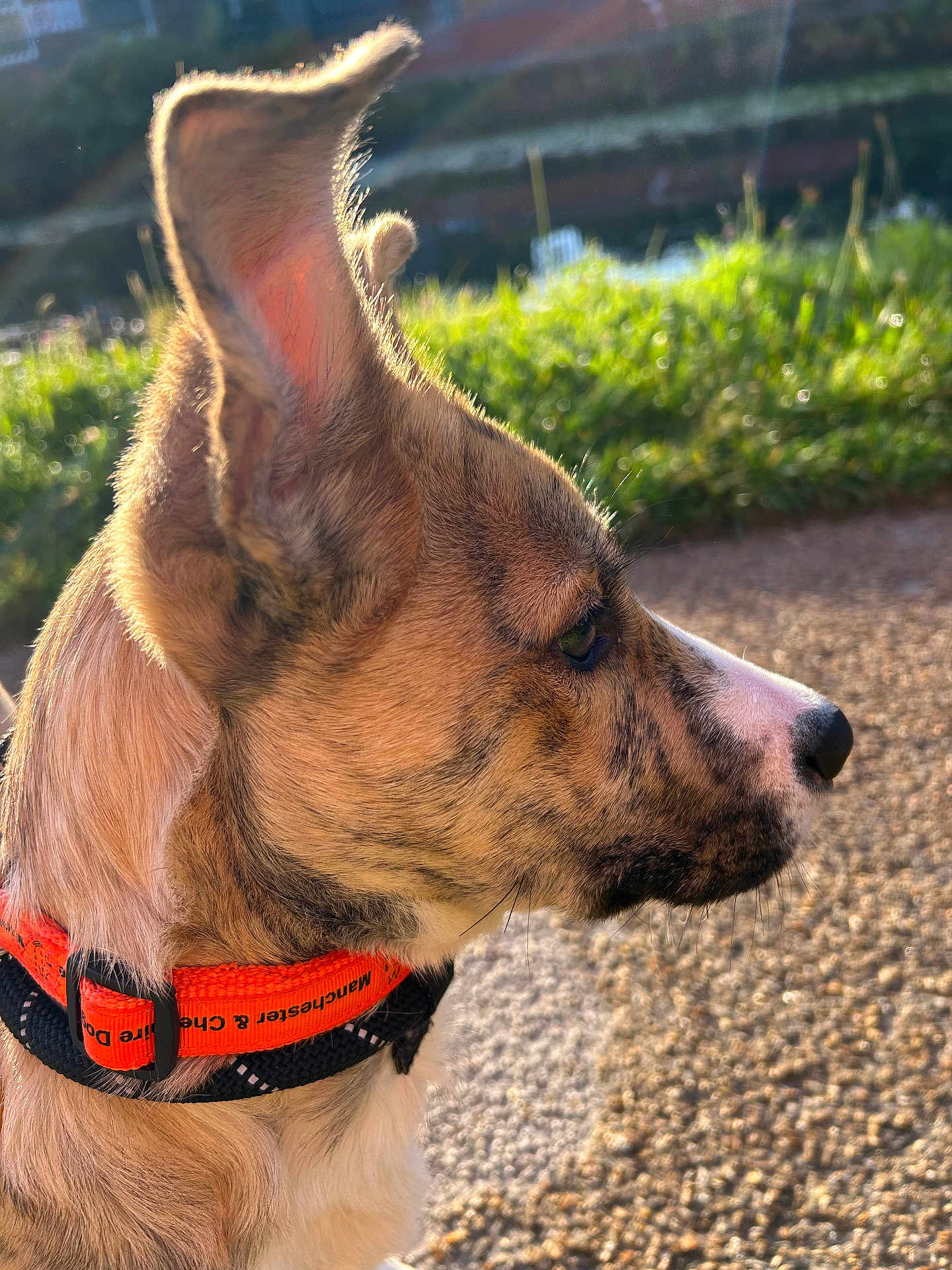 Otis joined the competition — help win amazing prizes! dog, close_up, side_profile, ear, fur, collar, outdoor, sunlight, greenery, path, pet, animal, nature, portrait, muzzle, whiskers, focus, blurred_background, brown, orange_collar