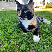 Stella is registered to the contest to win money with this photo: cat, calico_cat, grass, outdoor, house, suburban, tree, sunlight, pet, animal, feline, whiskers, paws, greenery, nature, relaxing, closeup, daylight, mammal, domestic_animal