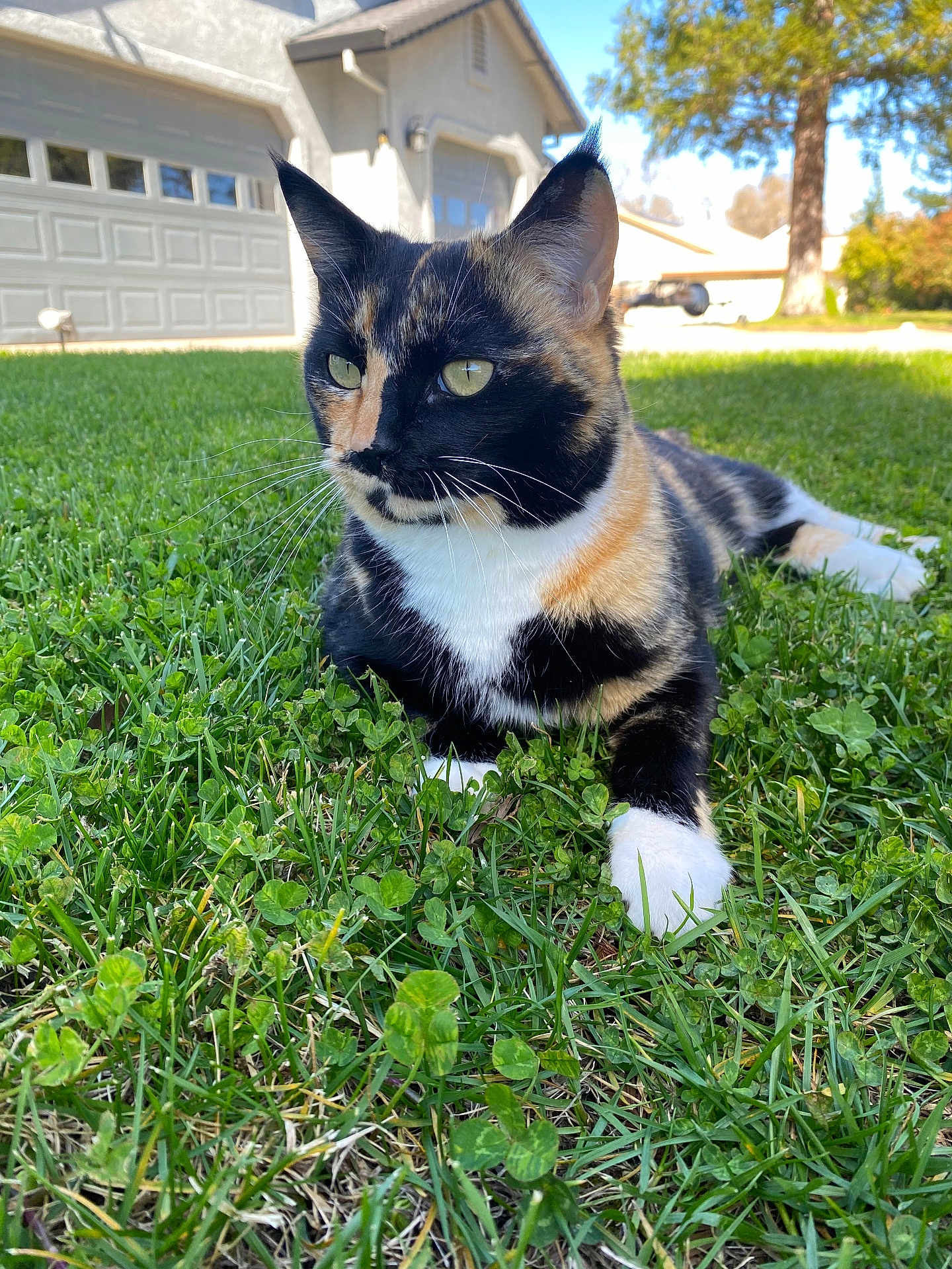Stella is registered to the contest to win money with this photo: cat, calico_cat, grass, outdoor, house, suburban, tree, sunlight, pet, animal, feline, whiskers, paws, greenery, nature, relaxing, closeup, daylight, mammal, domestic_animal