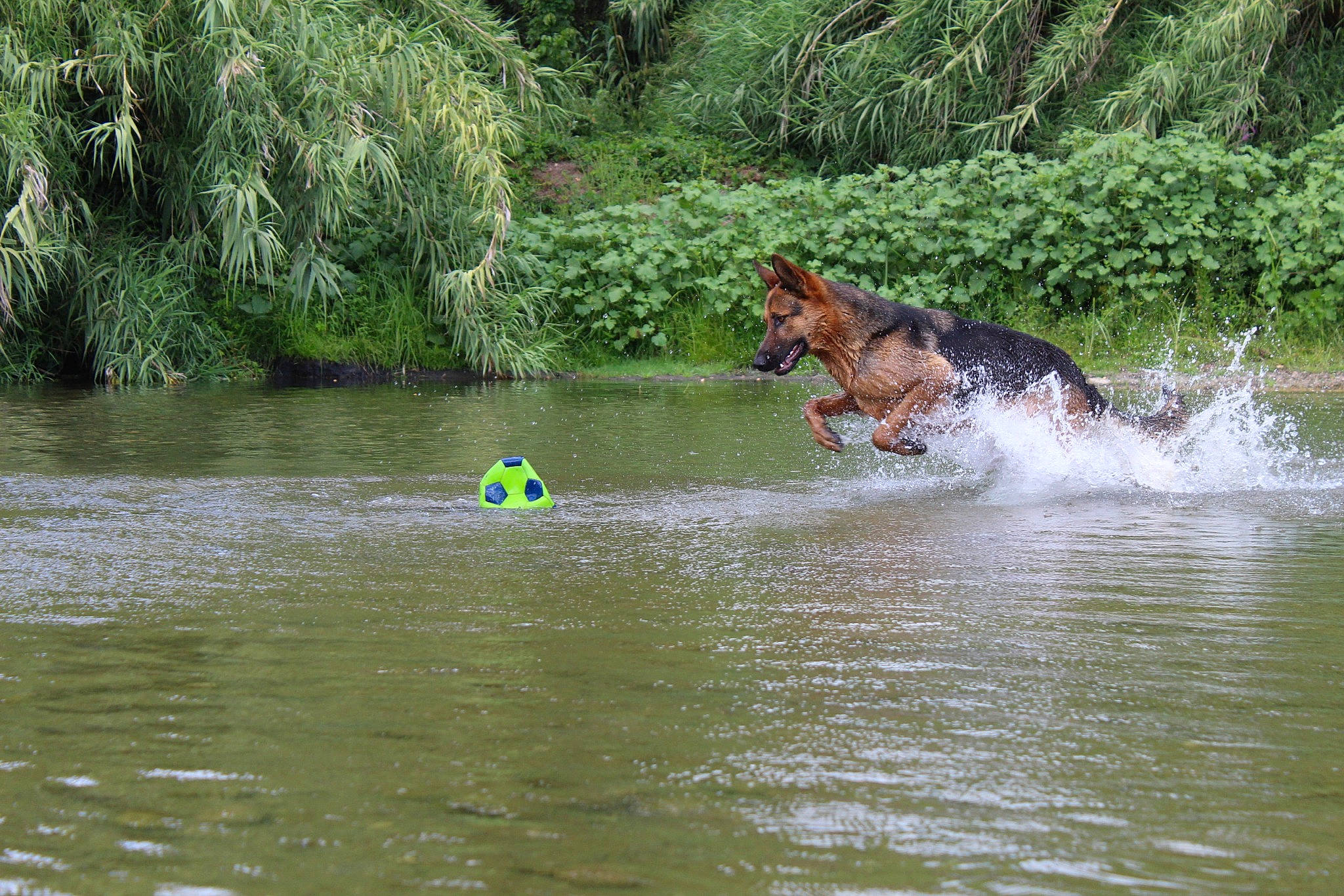 Loup a rejoint le concours — aidez-le/la à gagner de superbes lots ! bank, canidae, carnivore, dog, dog_breed, guard_dog, river, sporting_group, water, water_resources, watercourse, working_dog