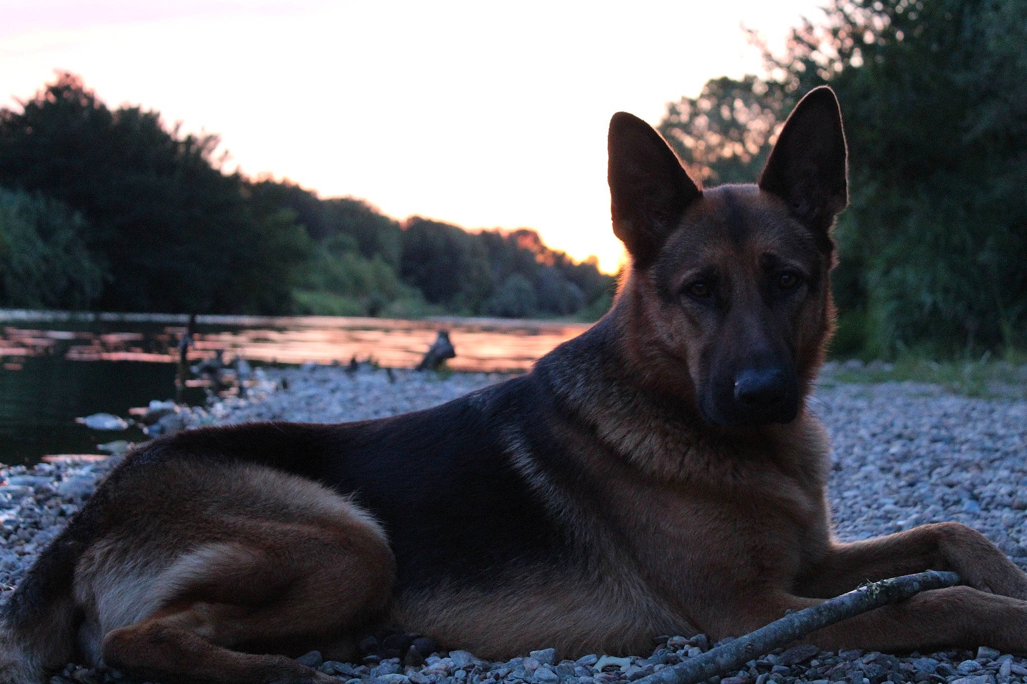 Loup participe au concours pour gagner de l'argent avec cette photo : belgian_shepherd, belgian_shepherd_malinois, canidae, carnivore, dog, dog_breed, east_european_shepherd, fawn, german_shepherd_dog, king_shepherd, kunming_wolfdog, mammal, old_german_shepherd_dog, police_dog, rare_breed_dog, shiloh_shepherd_dog, sky, snout, vertebrate, working_dog