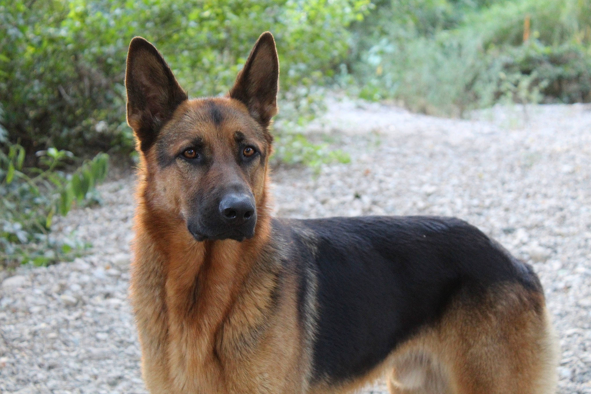 Loup a rejoint le concours — aidez-le/la à gagner de superbes lots ! belgian_shepherd, belgian_shepherd_malinois, canidae, carnivore, dog, dog_breed, east_european_shepherd, fawn, german_shepherd_dog, king_shepherd, kunming_wolfdog, mammal, old_german_shepherd_dog, police_dog, rare_breed_dog, shiloh_shepherd_dog, snout, vertebrate, wolfdog, working_dog