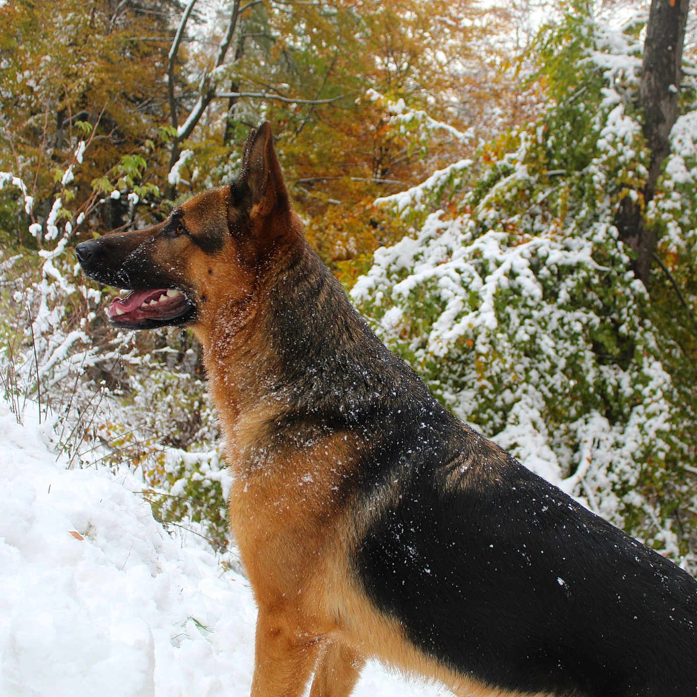 Loup