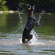 Alpha participe au concours pour gagner de l'argent avec cette photo : dog, water, splash, lake, outdoor, playful, animal, child, arm, nature, greenery, summer, wet, jumping, motion, fun, daylight, riverbank, active, park