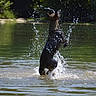 dog, water, splash, lake, outdoor, playful, animal, child, arm, nature, greenery, summer, wet, jumping, motion, fun, daylight, riverbank, active, park