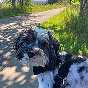 Acey joined the competition — help win amazing prizes! animal, black_and_white, canine, close_up, curious, daytime, dog, fur, grass, harness, leash, nature, outdoor, pet, shadow, sidewalk, summer, sunlight, tree, walking