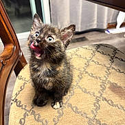 Willow is registered to the contest to win money with this photo: animal, blue_eyes, cat, chair, close_up, curious, cute, domestic, feline, fur, indoor, kitten, pet, playful, sitting, small, tongue, tortoiseshell, whiskers, young