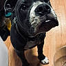 Rowdy is registered to the contest to win money with this photo: puppy, dog, black_and_white, curious, indoors, wooden_floor, pet, collar, close_up, young_dog, whiskers, four_legs, ears, floor, household, looking_up, cute, canine, animal, companion