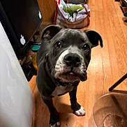 Rowdy joined the competition — help win amazing prizes! puppy, dog, floor, wooden_floor, kitchen, bowl, egg, curious, pet, animal, indoor, black_nose, white_paws, collar, looking_up, young_dog, ears, snout, domestic, home