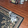 dog, small_dog, indoor, rug, wooden_floor, pet, curious, groomed, living_room, decor, lantern, candles, toy_truck, mug, container, flooring, fluffy, looking_up, cute, companion