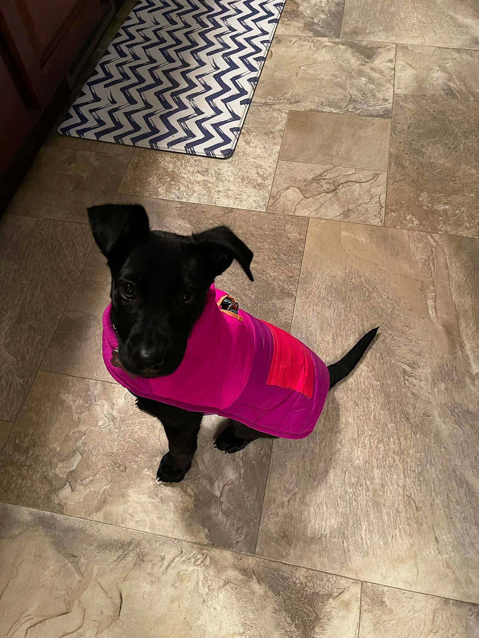 Blair is registered to the contest to win money with this photo: carnivore, collar, companion_dog, dog, dog_breed, dog_clothes, dog_collar, dog_supply, fawn, floor, flooring, grey, magenta, pet_supply, purple, tail, tints_and_shades, toy, toy_dog, working_animal