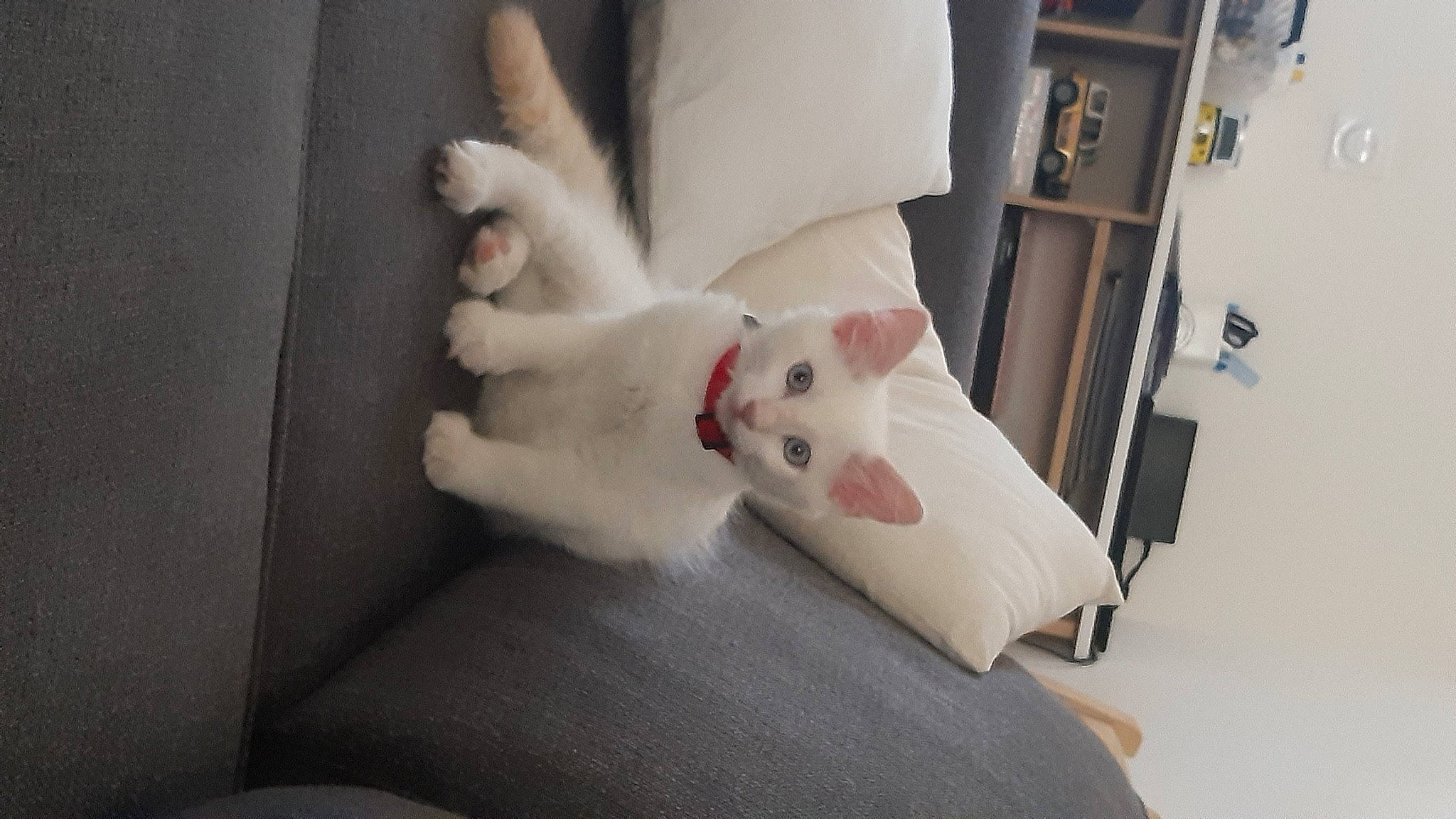 Neige a rejoint le concours — aidez-le/la à gagner de superbes lots ! berger_blanc_suisse, canidae, carnivore, cat, dog_breed, felidae, khao_manee, kitten, leg, paw, small_to_medium_sized_cats, tail, turkish_angora, turkish_van, whiskers