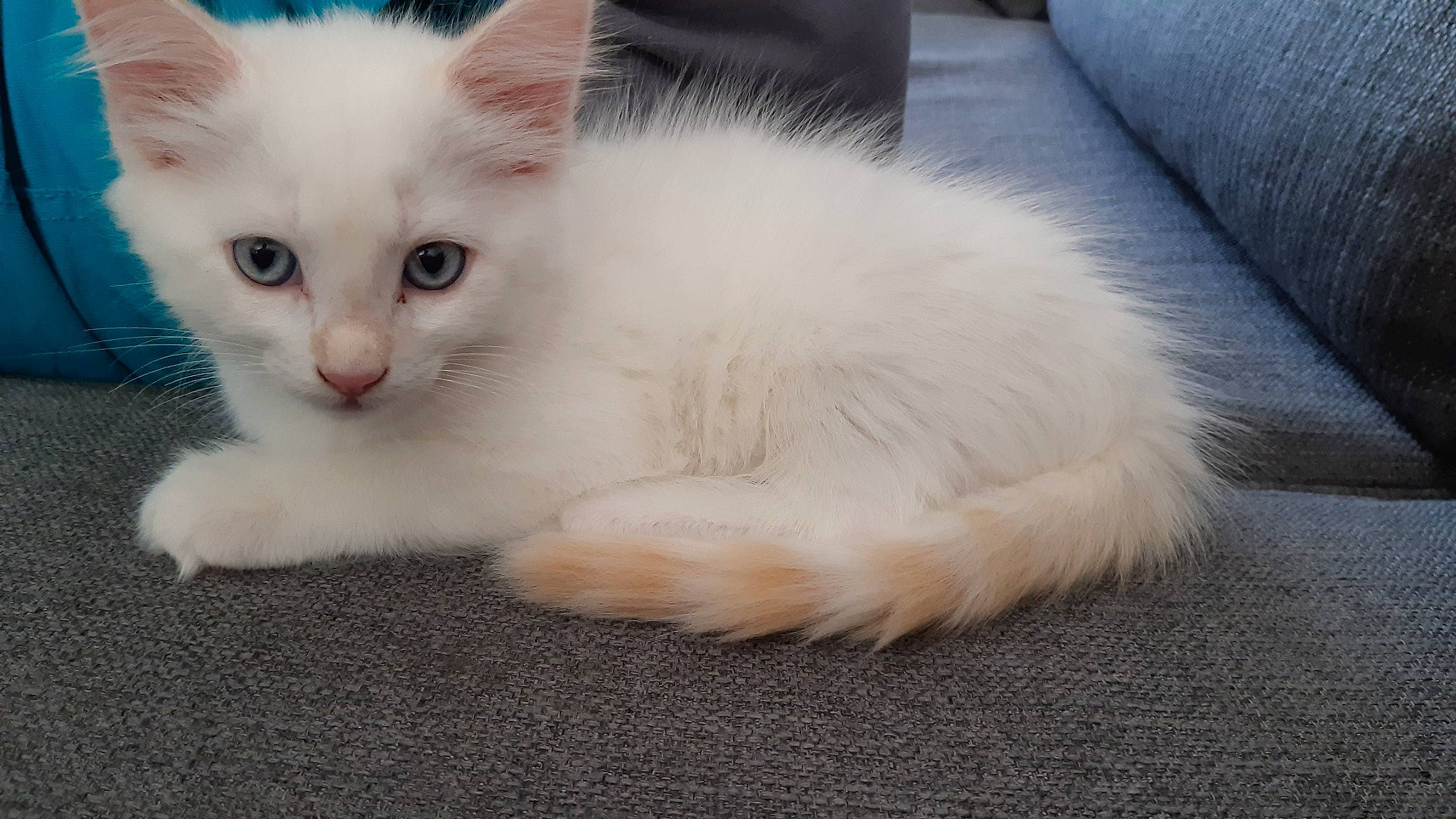 Neige a rejoint le concours — aidez-le/la à gagner de superbes lots ! asian_semi_longhair, burmilla, carnivore, cat, colorpoint_shorthair, cymric, domestic_long_haired_cat, eye, felidae, javanese, khao_manee, kitten, mammal, oriental_longhair, ragdoll, small_to_medium_sized_cats, turkish_angora, turkish_van, vertebrate, whiskers