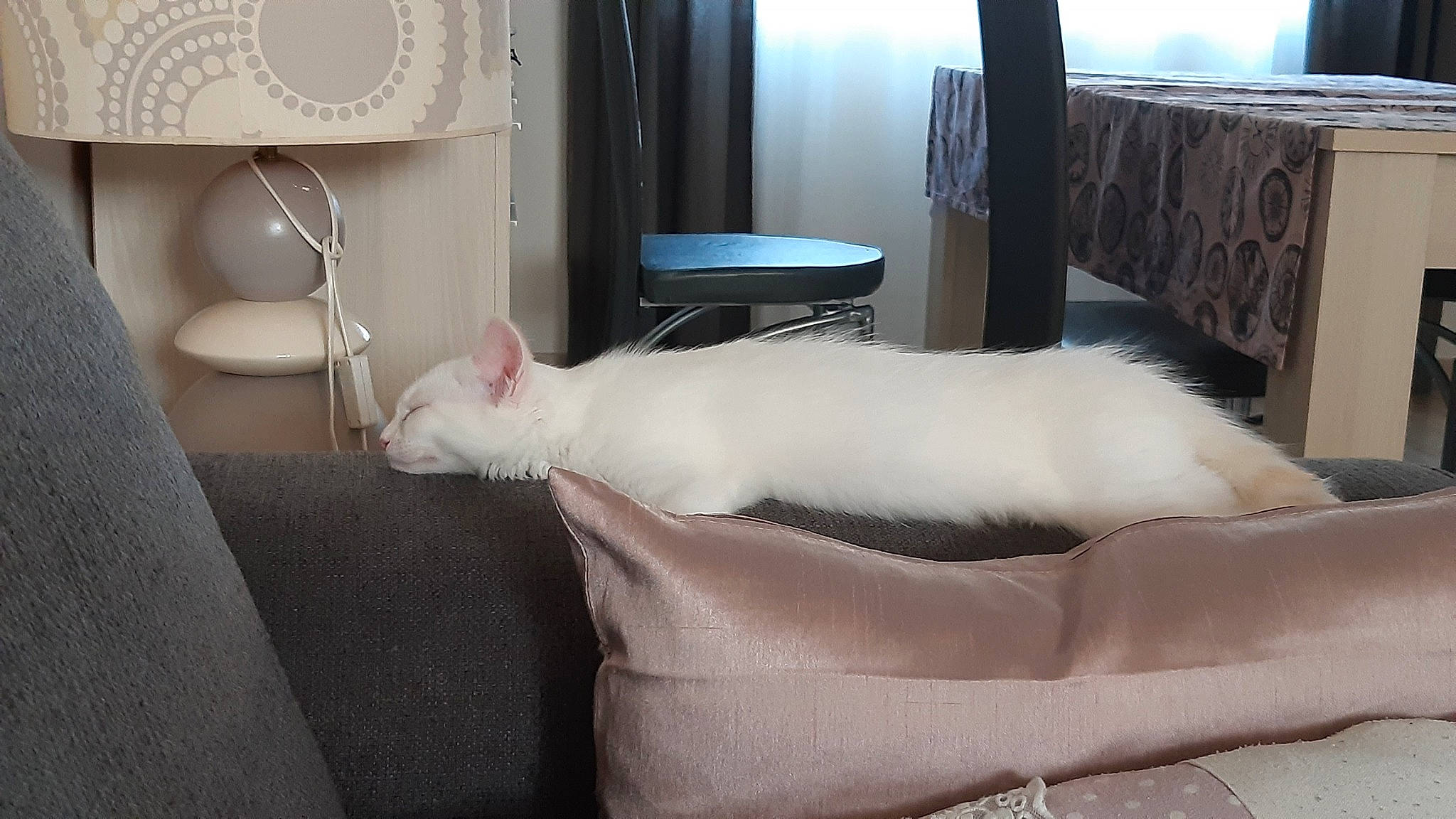 Neige participe au concours pour gagner de l'argent avec cette photo : burmilla, carnivore, cat, colorpoint_shorthair, felidae, furniture, khao_manee, room, small_to_medium_sized_cats, tail, turkish_angora, turkish_van, whiskers