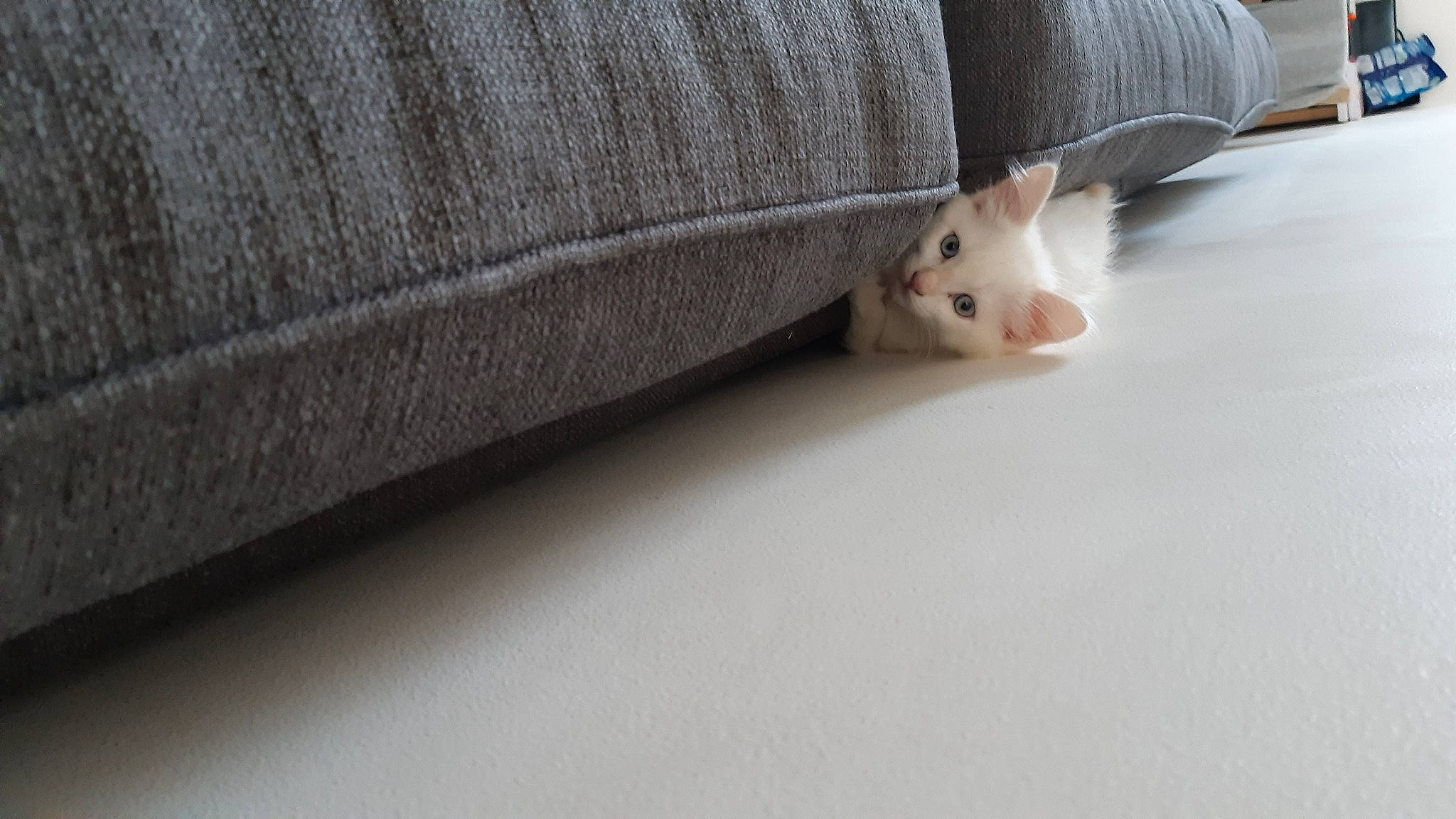 Neige participe au concours pour gagner de l'argent avec cette photo : beige, cat, chinchilla, fawn, felidae, floor, fur, gerbil, hamster, mouse, muridae, muroidea, rat, rodent, room, small_to_medium_sized_cats, tail, whiskers, white, wood