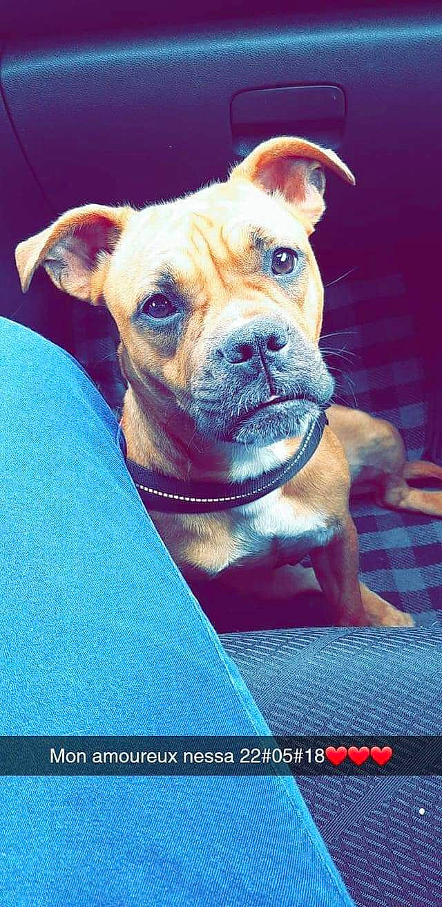 Nessa participe au concours pour gagner de l'argent avec cette photo : canidae, carnivore, collar, companion_dog, dog, dog_breed, dog_collar, dog_supply, fawn, liver, non_sporting_group, old_english_bulldog, pet_supply, photo_caption, snout, whiskers, working_animal