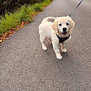 Alia participe au concours pour gagner de l'argent avec cette photo : puppy, dog, golden_retriever, animal, pet, leash, road, outdoor, nature, greenery, grass, autumn, leaves, walking, happy, curious, canine, young_dog, fur, daylight