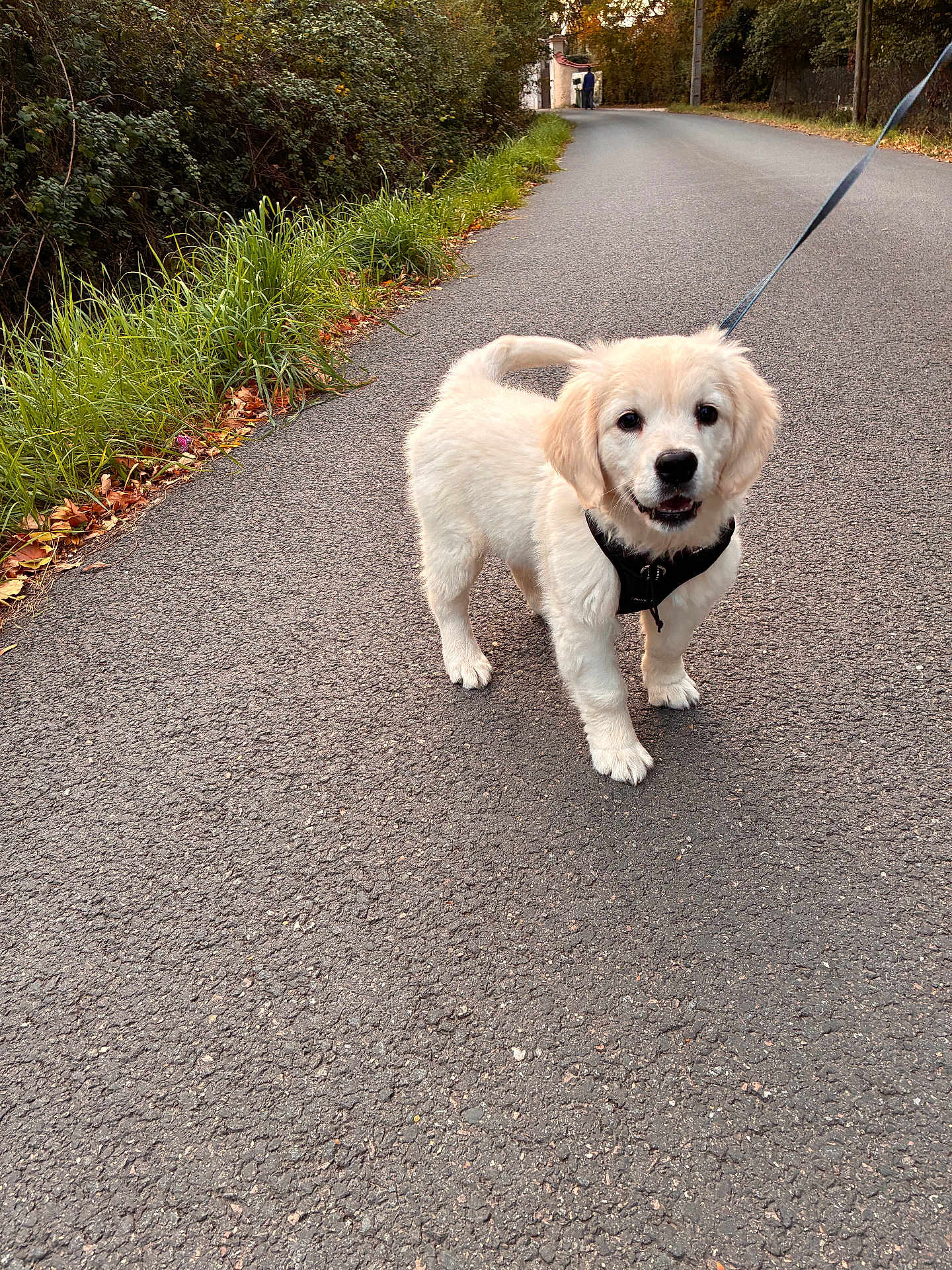 Alia participe au concours pour gagner de l'argent avec cette photo : puppy, dog, golden_retriever, animal, pet, leash, road, outdoor, nature, greenery, grass, autumn, leaves, walking, happy, curious, canine, young_dog, fur, daylight