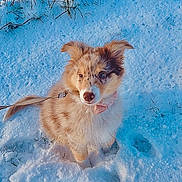 ümy a rejoint le concours — aidez-le/la à gagner de superbes lots ! animal, beach, canine, coast, coyote, dog, eskimodog, husky, ice, nature, outdoors, pet, puppy, rock, sea, shoreline, sky, snow, water, winter