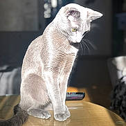 Tokyo participe au concours pour gagner de l'argent avec cette photo : cat, gray_cat, table, reflection, indoor, sunlight, feline, pet, curious, wooden_table, remote_control, domestic_animal, animal, sitting, fur, whiskers, shadow, household, closeup, daylight