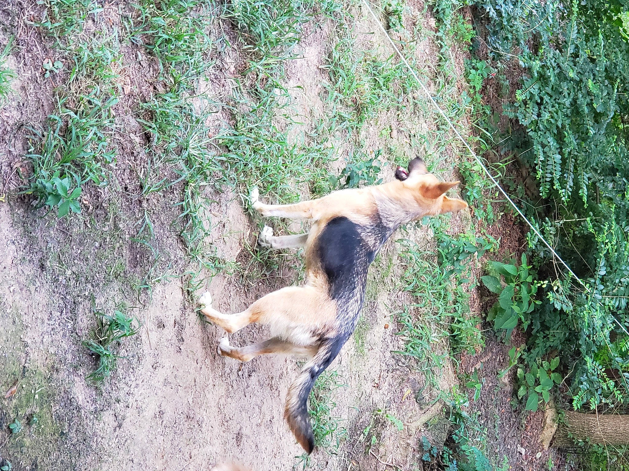 Fang joined the competition — help win amazing prizes! canidae, carnivore, dog, dog_breed, fawn, felidae, grass, groundcover, landscape, plant, soil, sporting_group, tail, terrestrial_animal, tree, trunk, wildlife