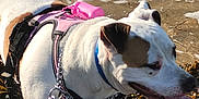 Odina participe au concours pour gagner de l'argent avec cette photo : accessories, animal, bulldog, canine, clothing, collar, dog, harness, hound, leash, lifejacket, nature, outdoors, pet, pitbull, purple, rock, soil, strap, vest