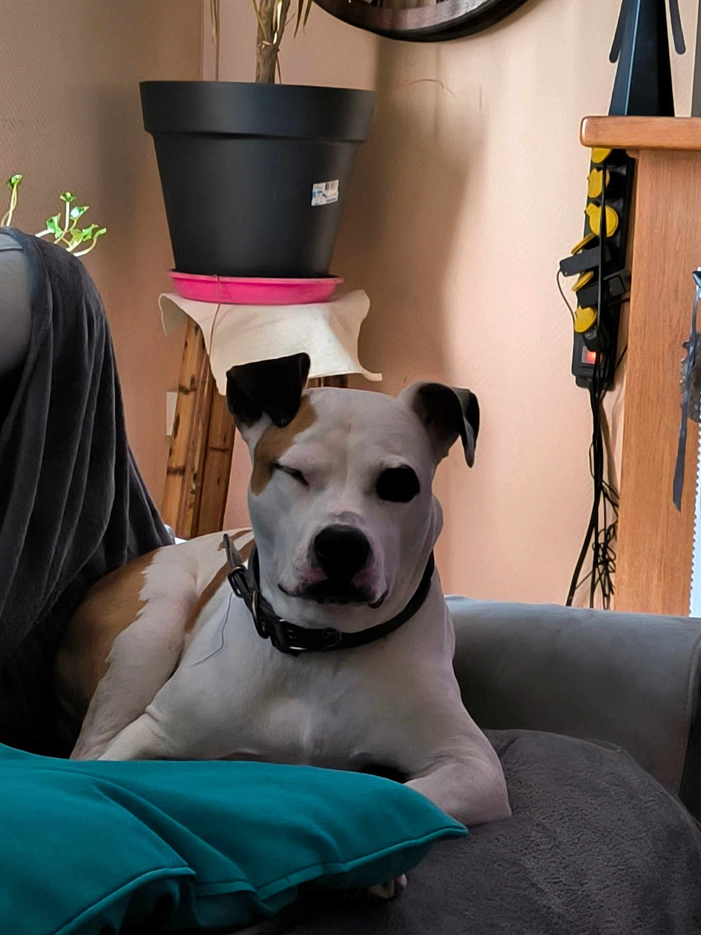Odina a rejoint le concours — aidez-le/la à gagner de superbes lots ! animal, canine, collar, comfort, couch, dog, domestic, ears, fur, home, indoor, living_room, one_eye_closed, pet, pillows, plant_pot, relaxed, seated, snout, wooden_furniture