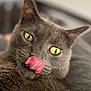 animal, cat, close_up, cute, domestic_cat, expression, face, feline, fur, grey_cat, indoor, licking, pet, playful, portrait, soft_focus, tongue, tongue_out, whiskers, yellow_eyes